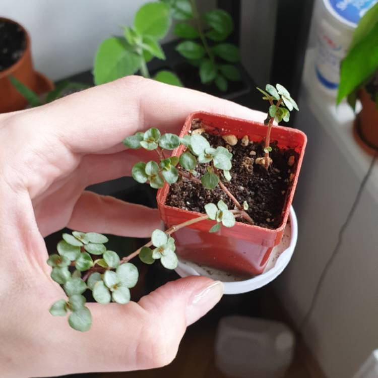 Plant image Pilea Glauca 'Silver Sprinkles' syn. Pilea libanensis 'Silver Sprinkles'