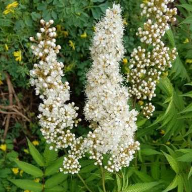 False Spiraea 'Sem'