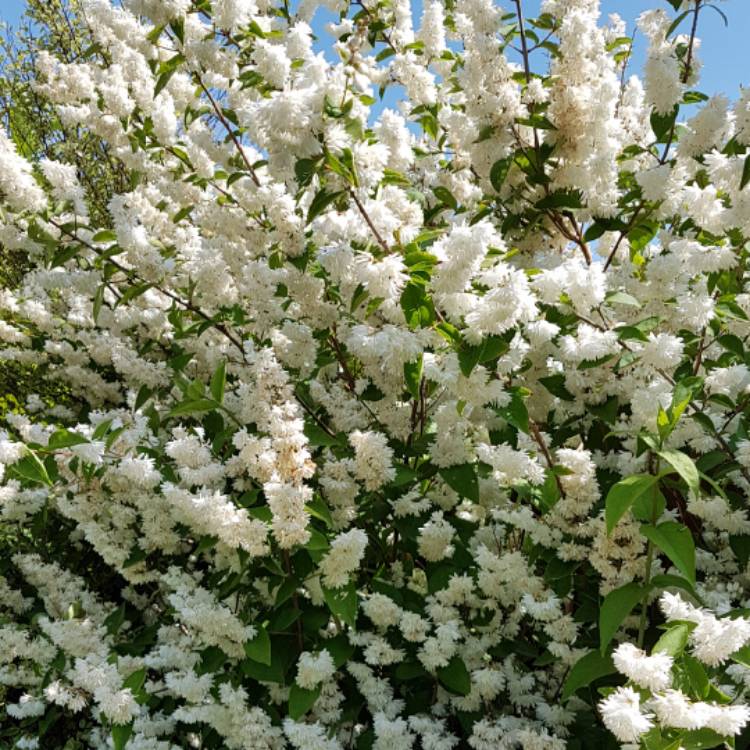 Plant image Deutzia scabra 'Candidissima' syn. Deutzia x wellsii