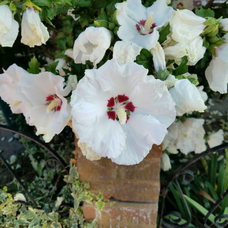 Plant image Hibiscus Syriacus 'Red Heart'