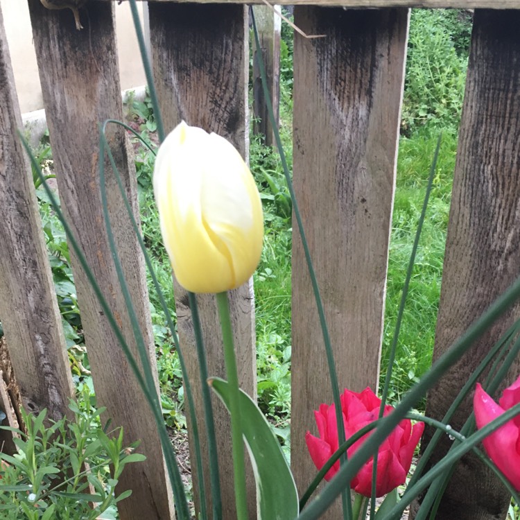 Plant image Tulipa 'Purissima' syn. Tulipa 'White Emperor'