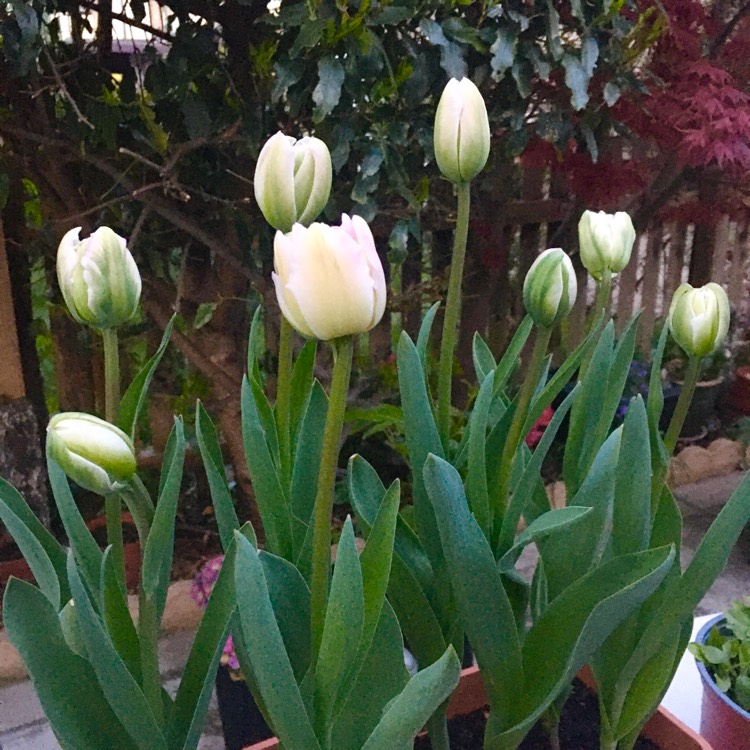 Plant image Tulipa 'Purissima' syn. Tulipa 'White Emperor'