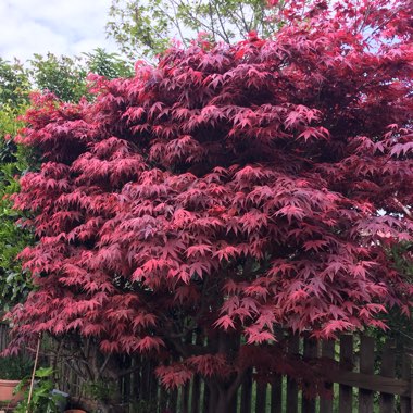 Acer palmatum 'Hana matoi'