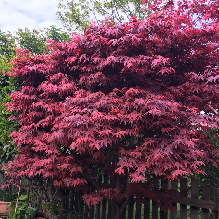 Plant image Acer palmatum 'Hana matoi'