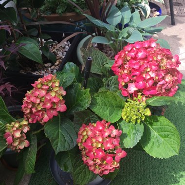 Hydrangea macrophylla 'Glam Rock'