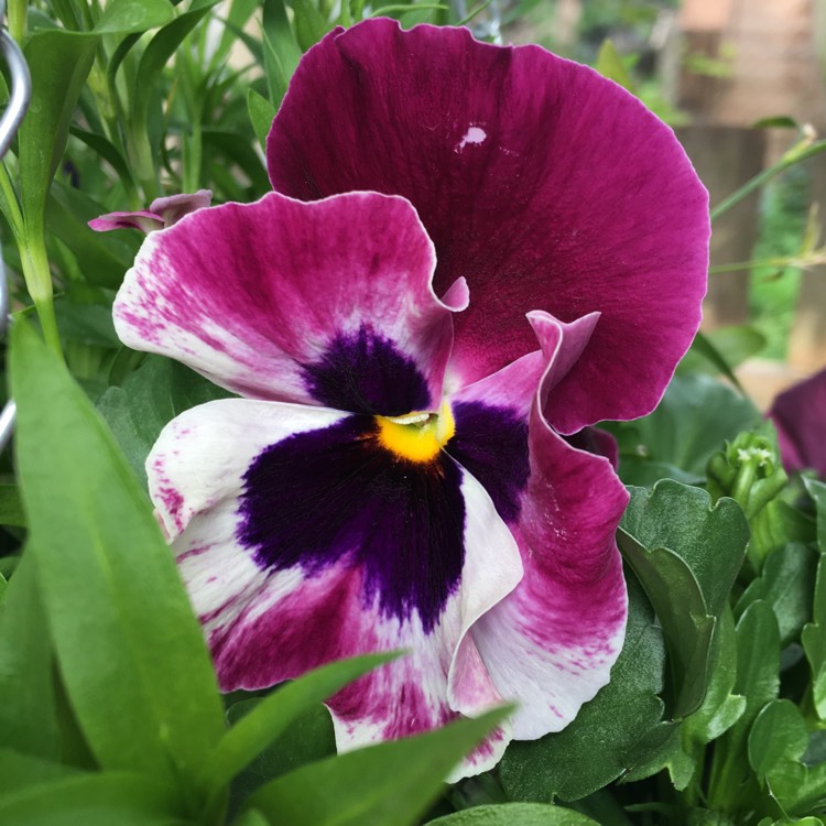 Plant image Viola cornuta 'Sorbet Pink Wing'