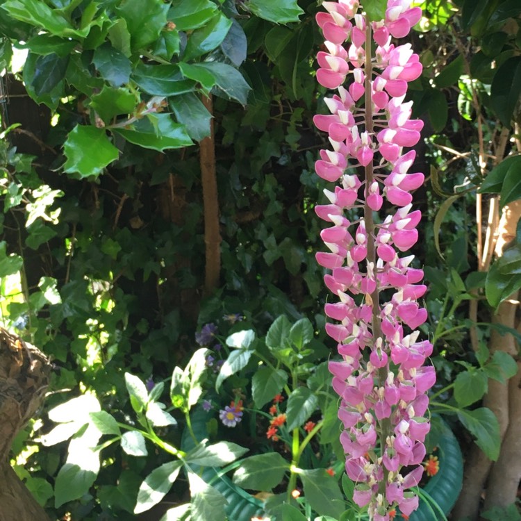 Plant image Lupinus 'Manhattan Lights'