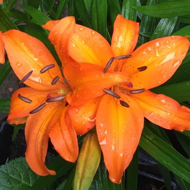 Lilium 'Orange Joy'