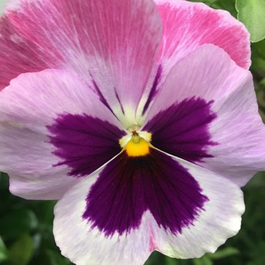 Viola cornuta 'Rocky Mickey'