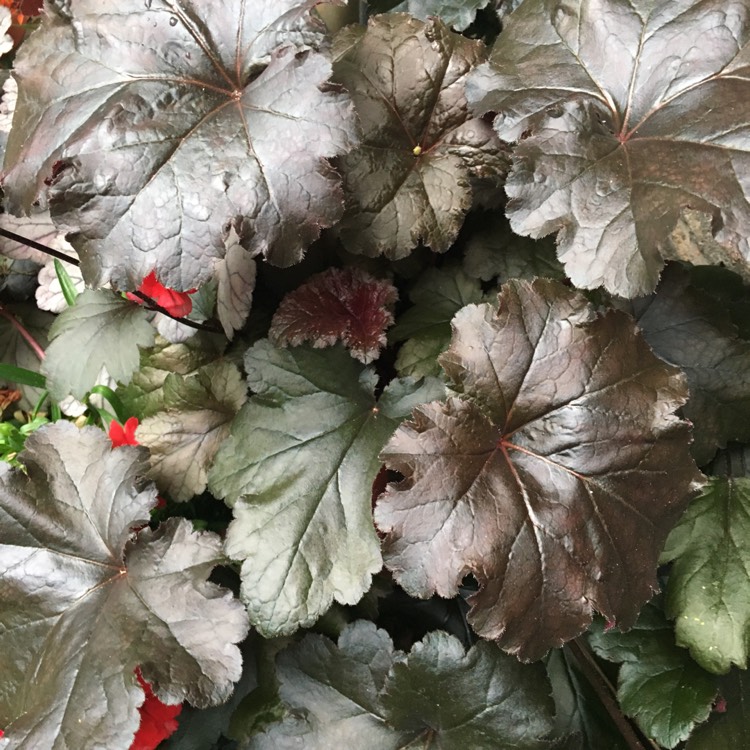 Plant image Heuchera 'Obsidian Coral bells'