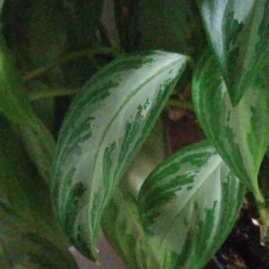 Chinese Evergreen