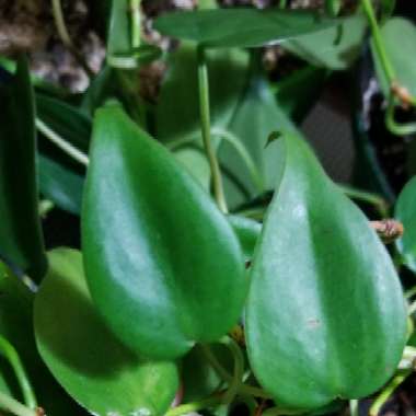 Heartleaf Philodendron