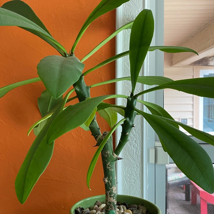 Plant image Euphorbia umbellata syn. Synadenium grantii