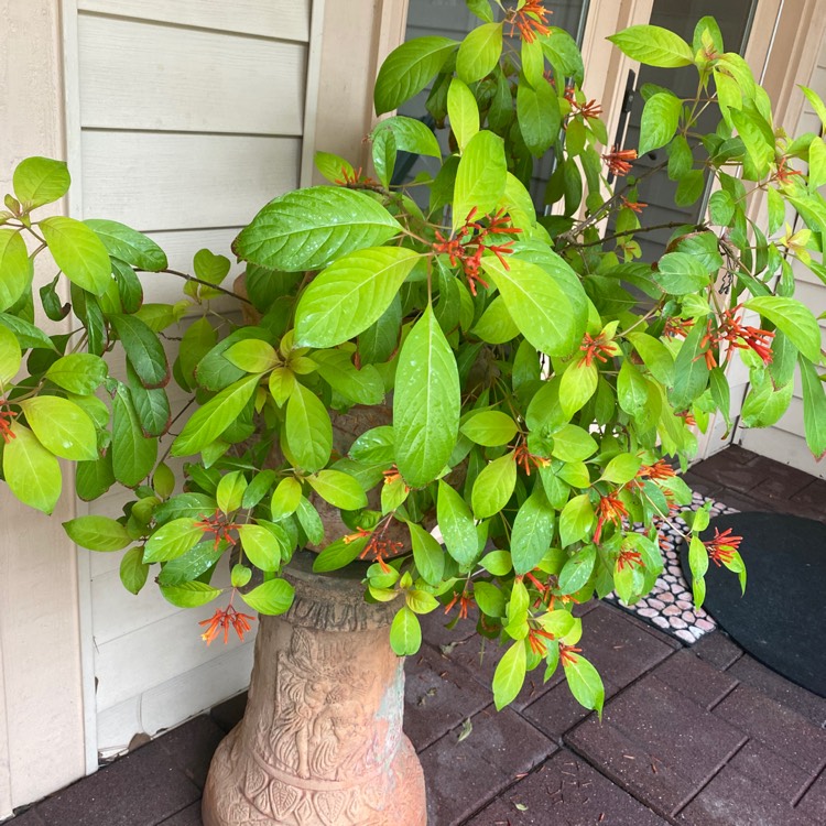 Plant image Hamelia Patens 'Lime Sizzler'