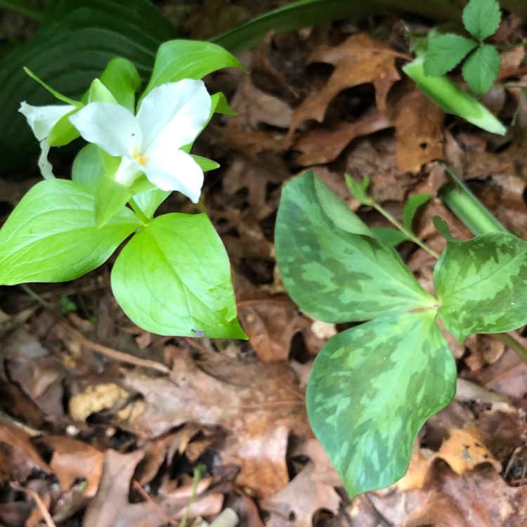 Plant image Trillium