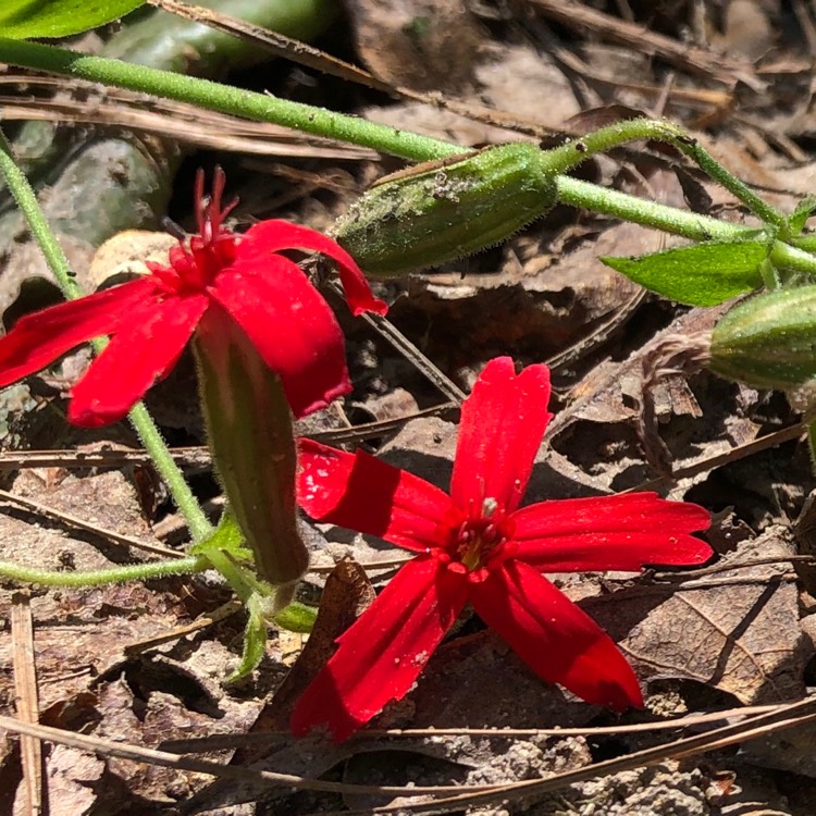 Plant image Silene virginica