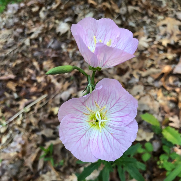 Plant image Oenothera Hybrida