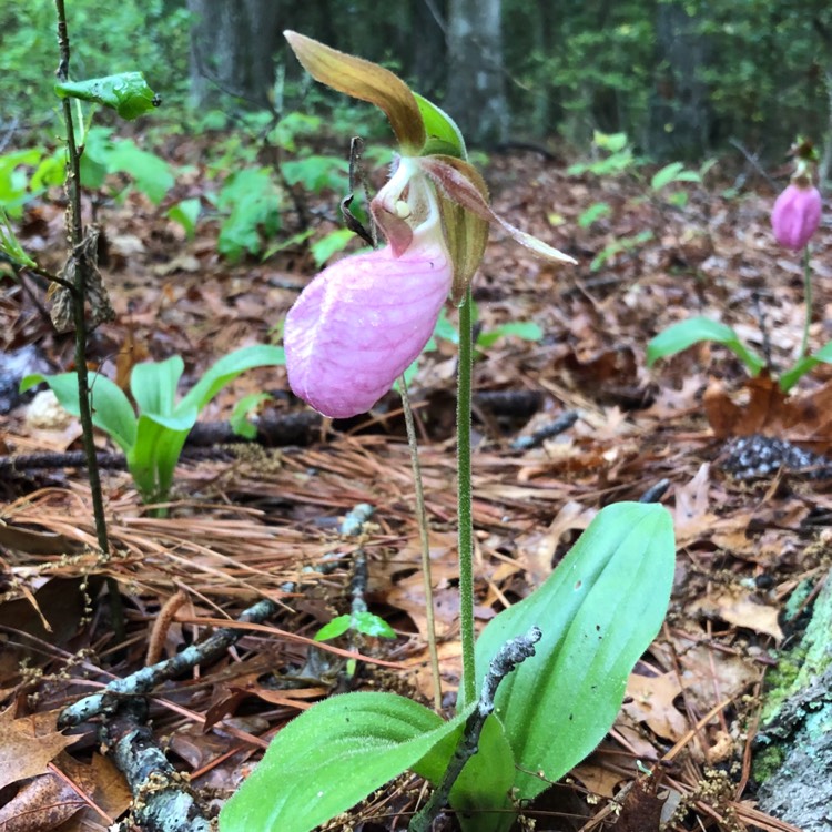 Plant image Cypripedium