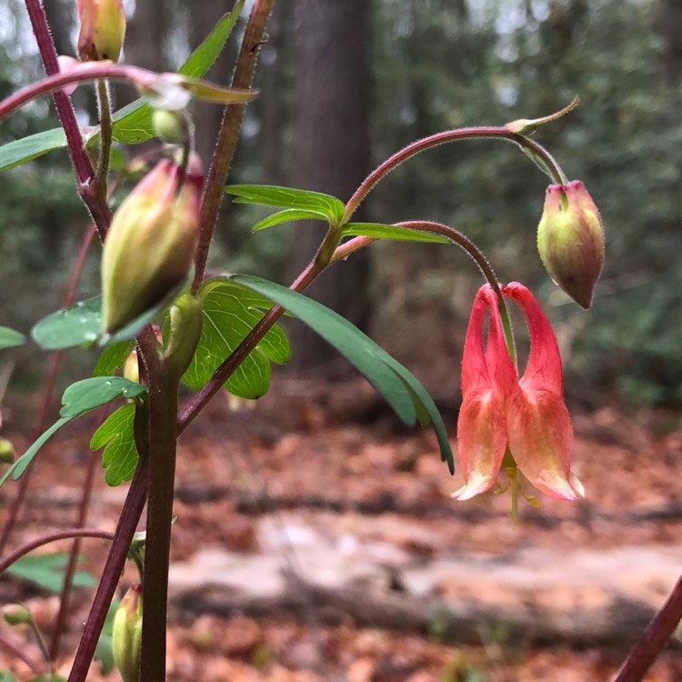 Plant image Aquilegia Canadensis