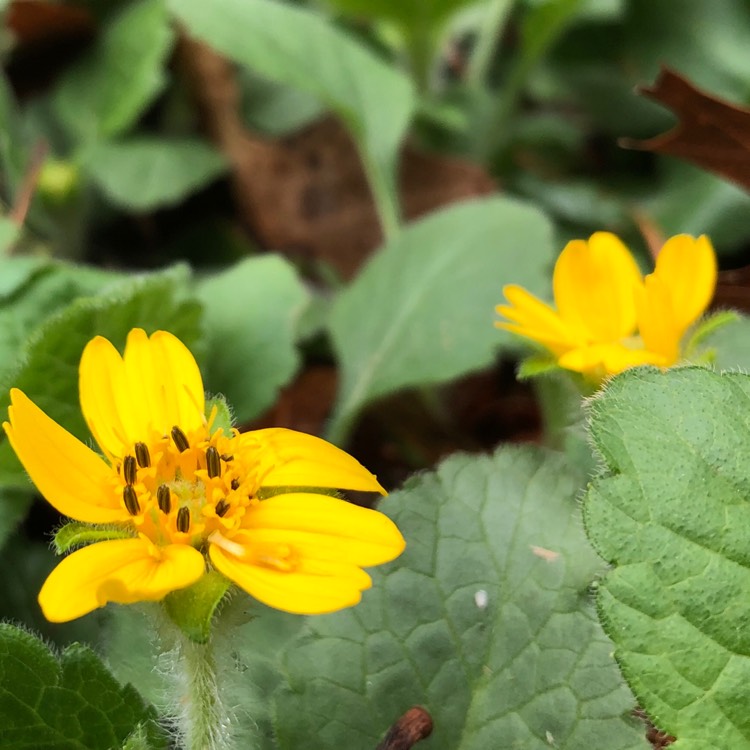 Plant image Chrysogonum virginianum