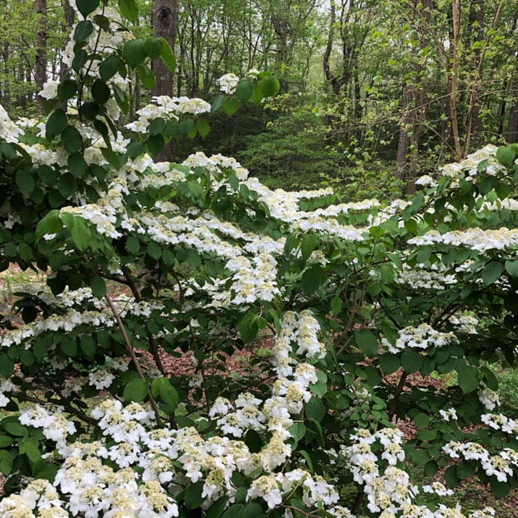 Plant image Viburnum plicatum f. tomentosum 'Shasta'