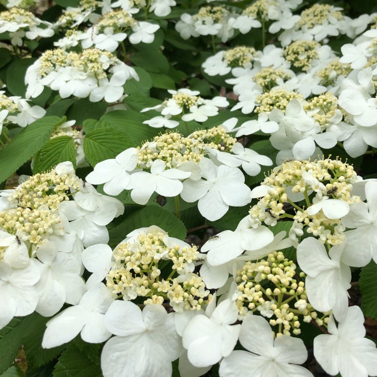 Plant image Viburnum plicatum f. tomentosum 'Shasta'