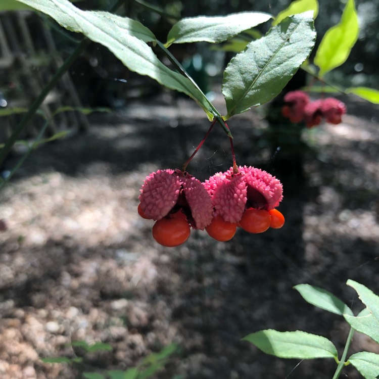 Plant image Euonymus americanus