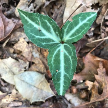 Striped Wintergreen