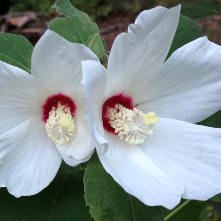 Plant image Hibiscus grandiflorus