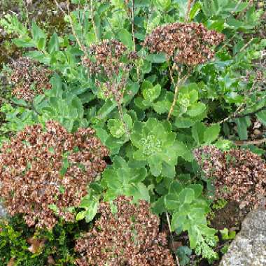 Hylotelephium 'Autumn Joy'