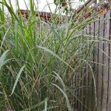 Silver Grass 'Cabaret'