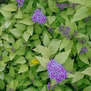 Plant image Spiraea japonica 'Candlelight'