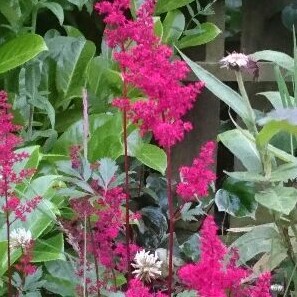 Plant image Astilbe japonica 'Elisabeth van Veen'