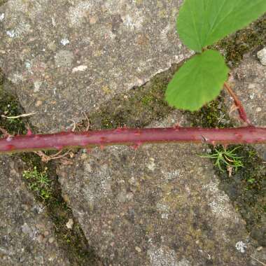 Rubus fruticosus