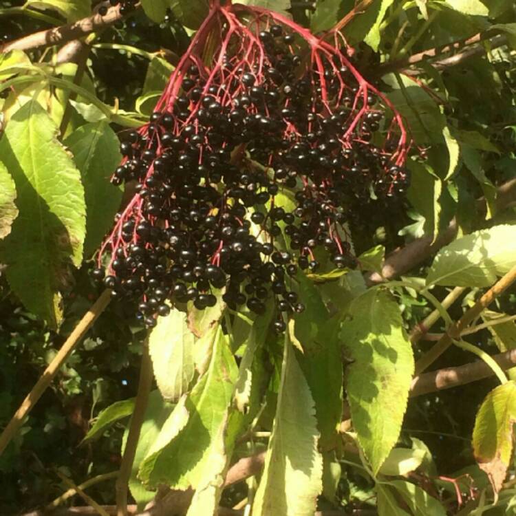 Plant image Sambucus nigra subsp. canadensis.