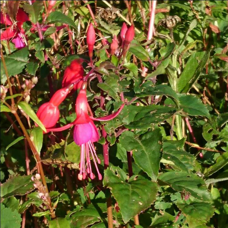 Plant image Fuchsia 'Purple Pride'