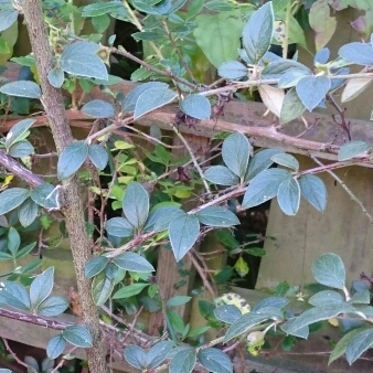 Plant image Cotoneaster atropurpureas 'Variegatus'