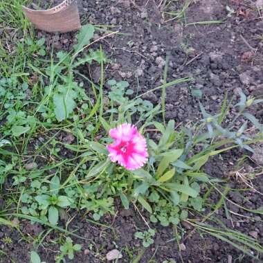 Dianthus chinensis 'Raspberry Parfait'