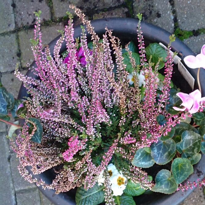 Plant image Calluna vulgaris 'Peter Sparkes'