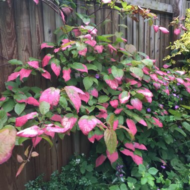 Actinidia kolomikta syn. Actinidia maloides