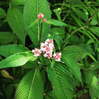 Persicaria campanulata 'Madame Jigard'