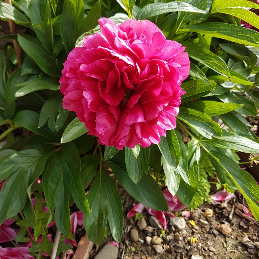 Peony 'Rubra Plena' (Herbaceous)