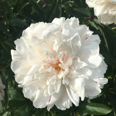 Peony