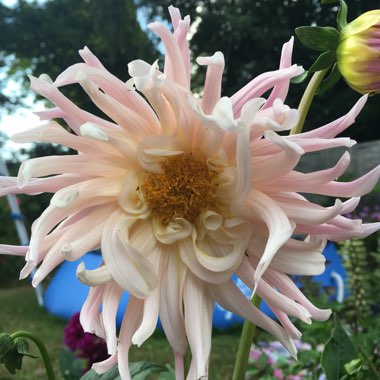 Dahlia