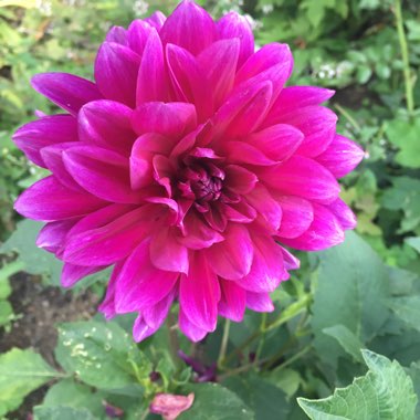 Dahlia