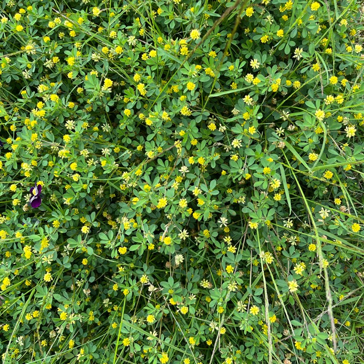 Plant image Trifolium dubium