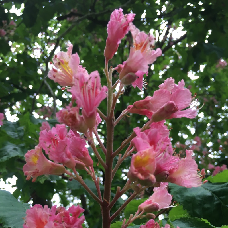 Plant image Aesculus x carnea