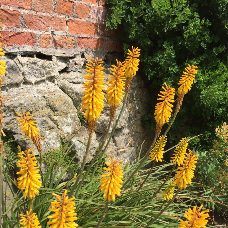 Plant image Kniphofia 'Tawny King'