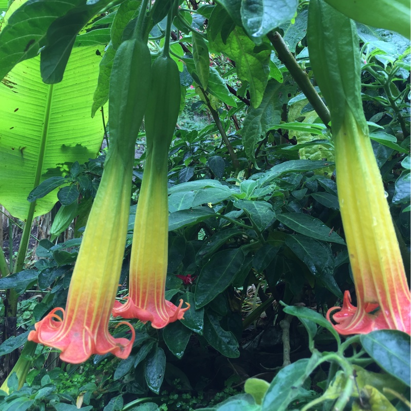 Plant image Brugmansia sanguinea