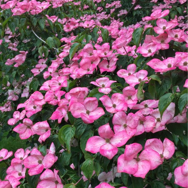 Plant image Cornus kousa 'Miss Satomi'